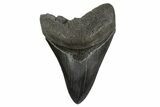 Serrated, Fossil Megalodon Tooth - South Carolina #340155-1